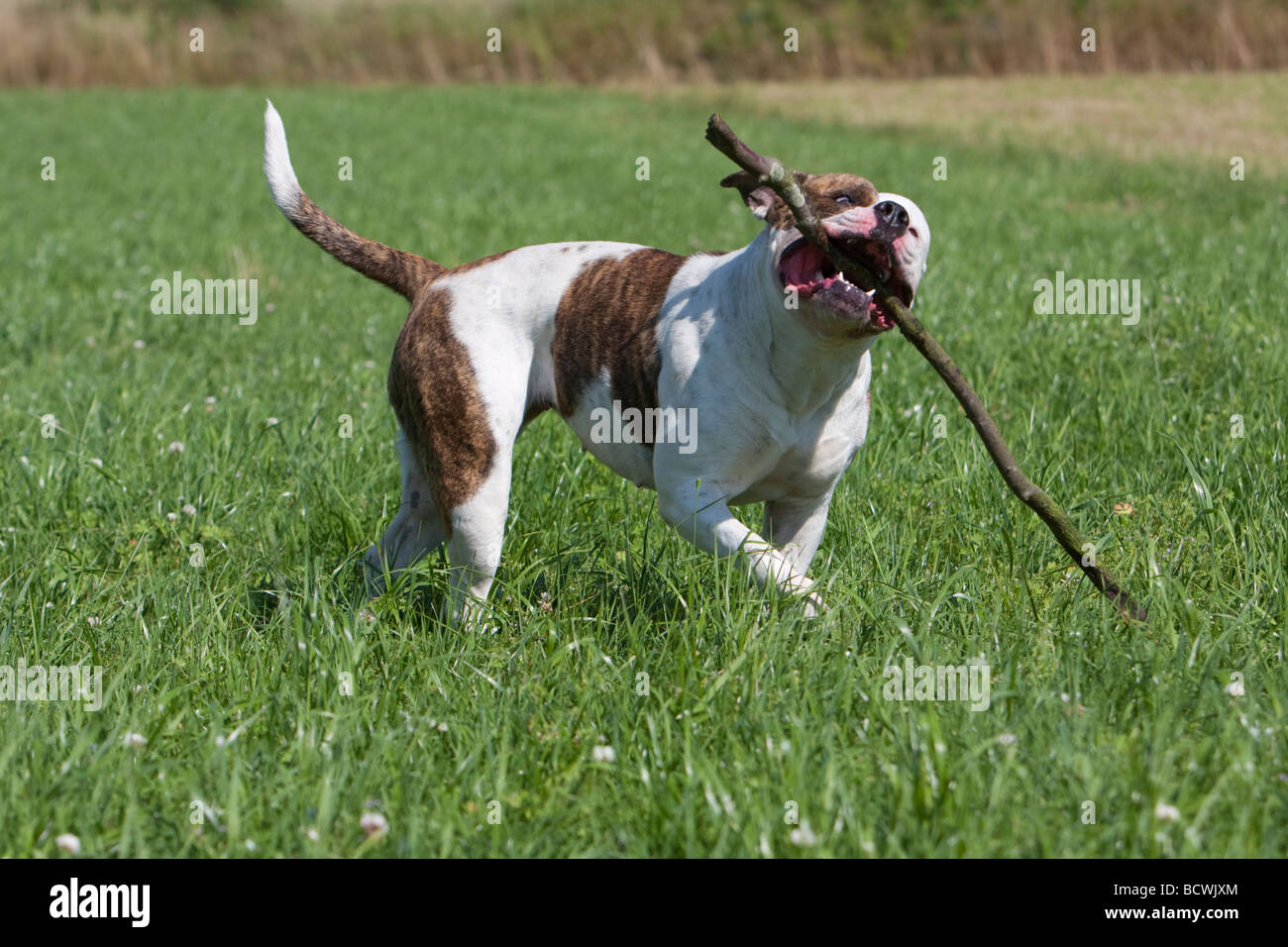 Amerikanische Bulldogge Stockfoto