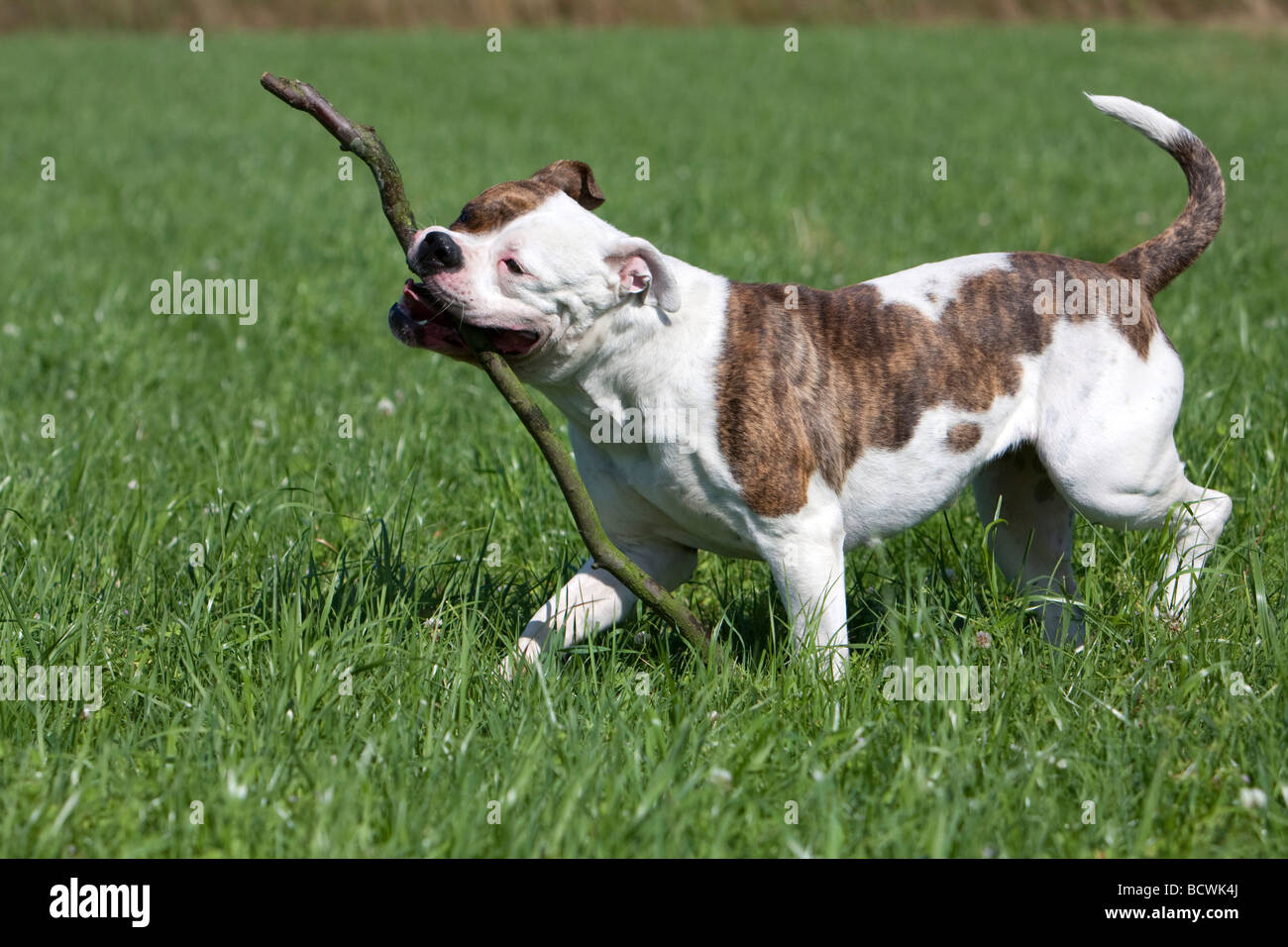 American Bulldog spielen Stockfoto