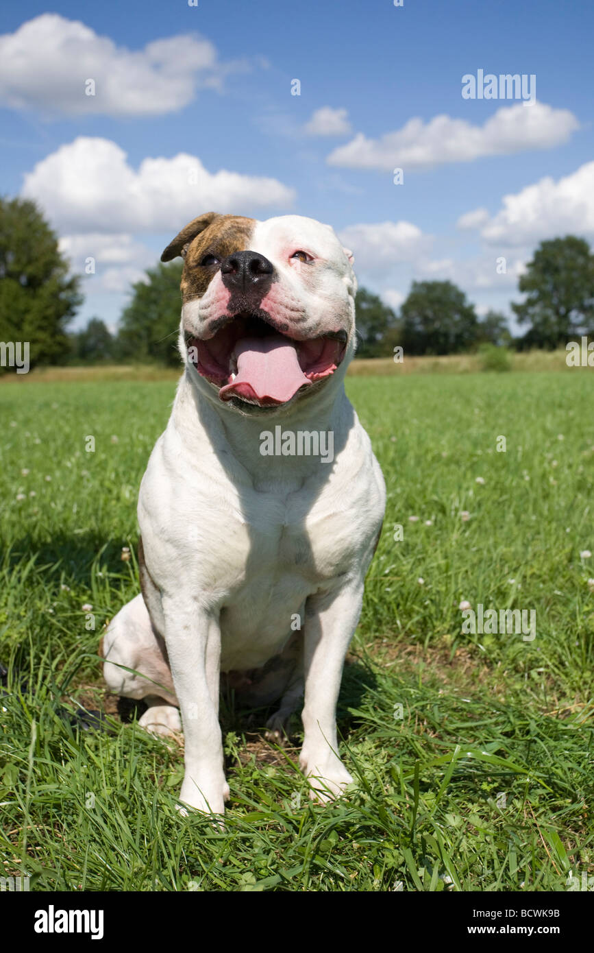 Amerikanische Bulldogge Stockfoto