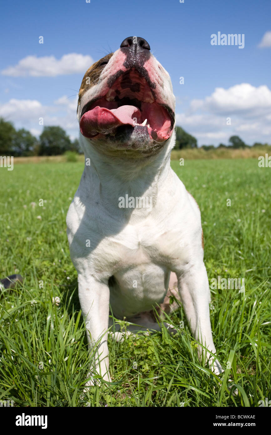 Amerikanische Bulldogge Stockfoto