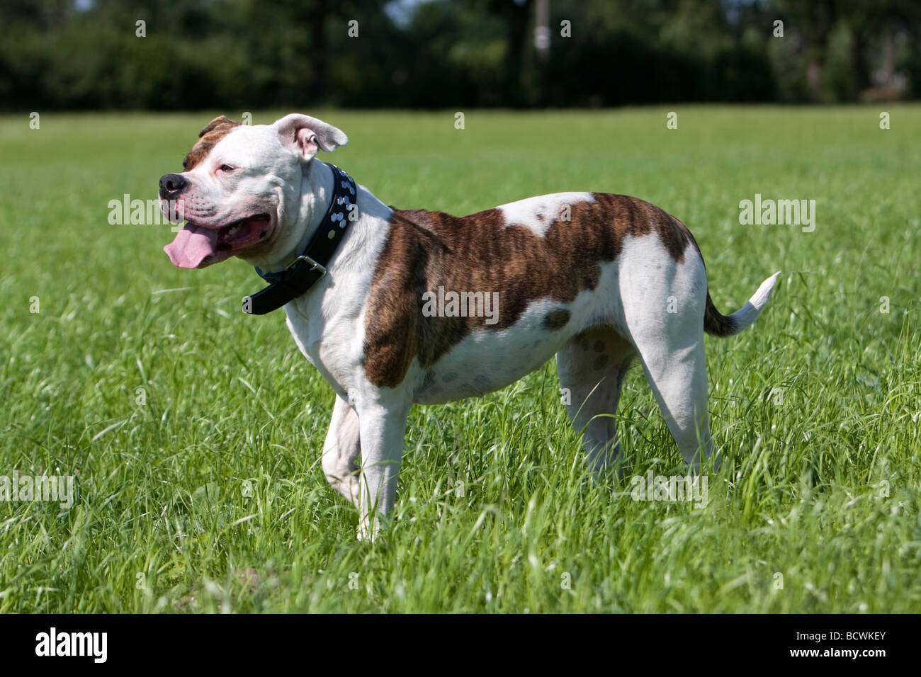 Amerikanische Bulldogge Stockfoto