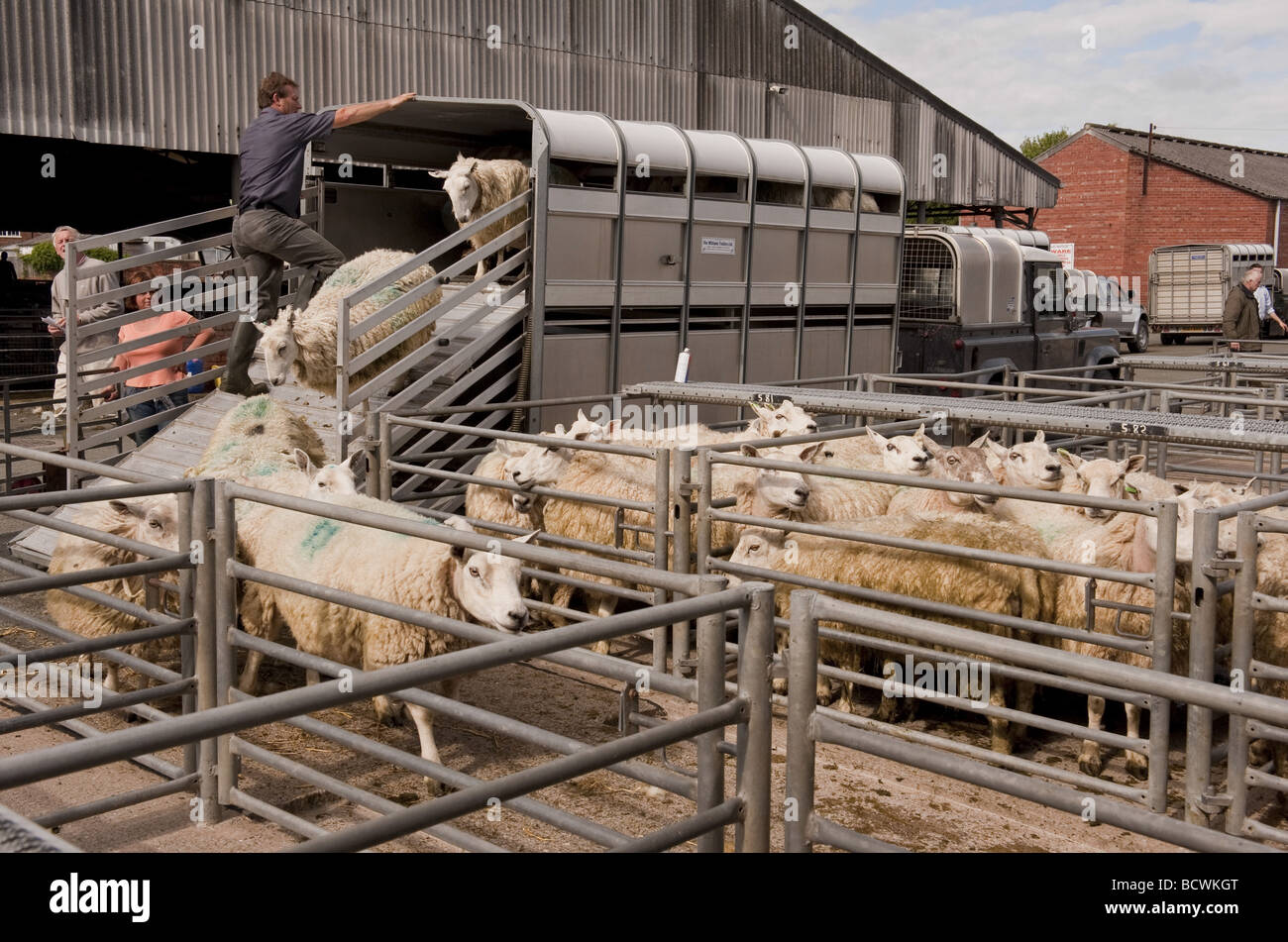 Landwirt entladen Schafe / Mutterschafe aus Rückseite Vieh Anhänger bei Schafen Auktion Viehmarkt Stockfoto
