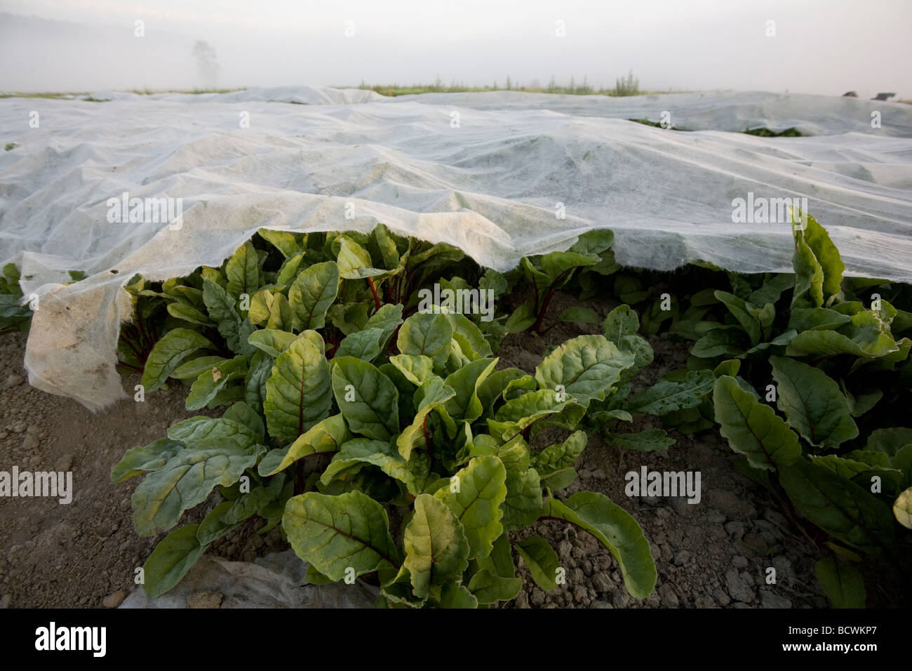 Bereich der Mangold in einem Feld bei Full Circle Farm, Nelke, Washington. Ernte ist bedeckt mit Zeile Stoffbezüge. Am frühen Morgennebel Stockfoto