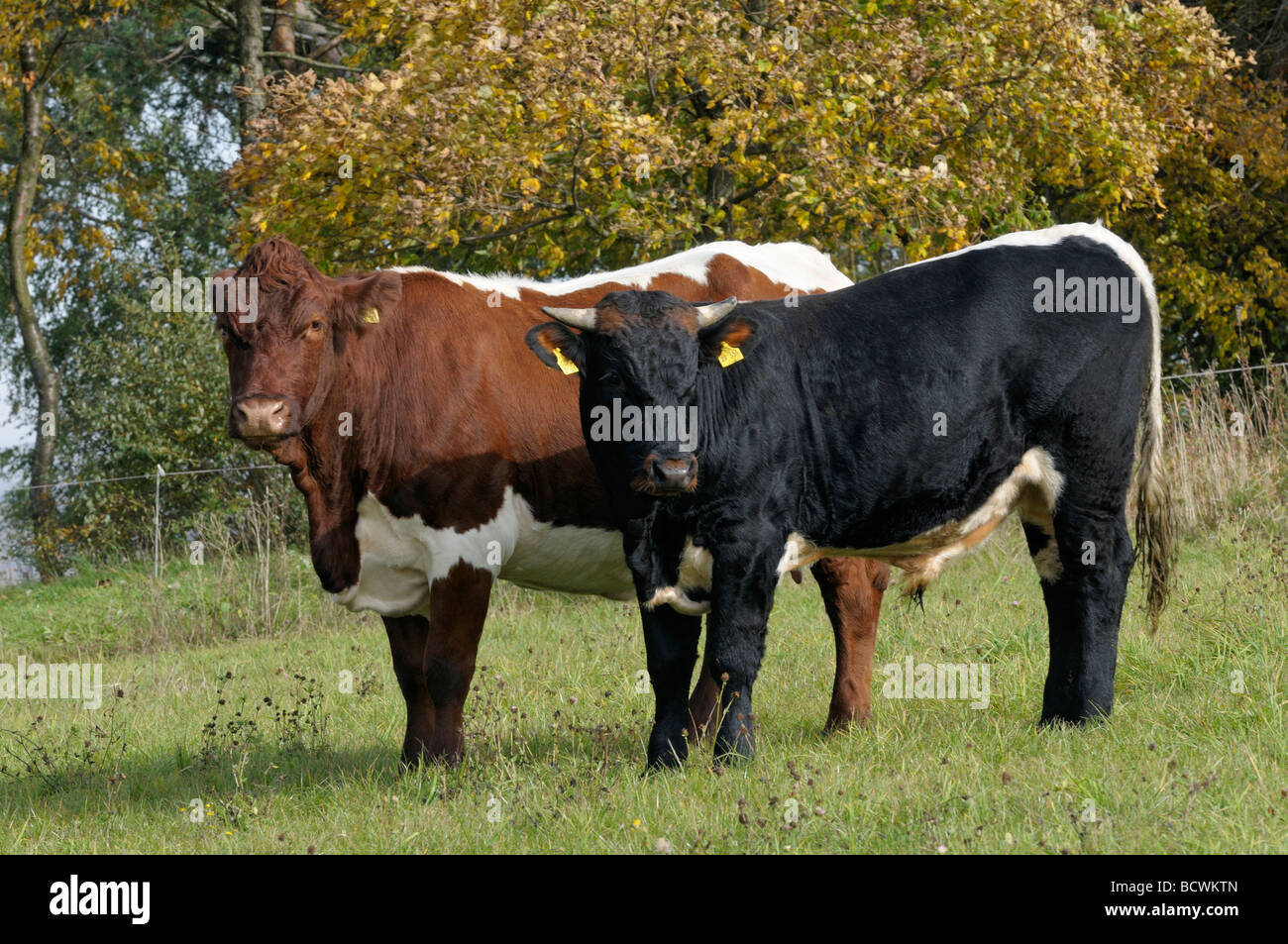 Stier Rot Hausrind (Bos Primigenius, Bos Taurus), züchten: Pinzgauer Rinder. Kuh ...