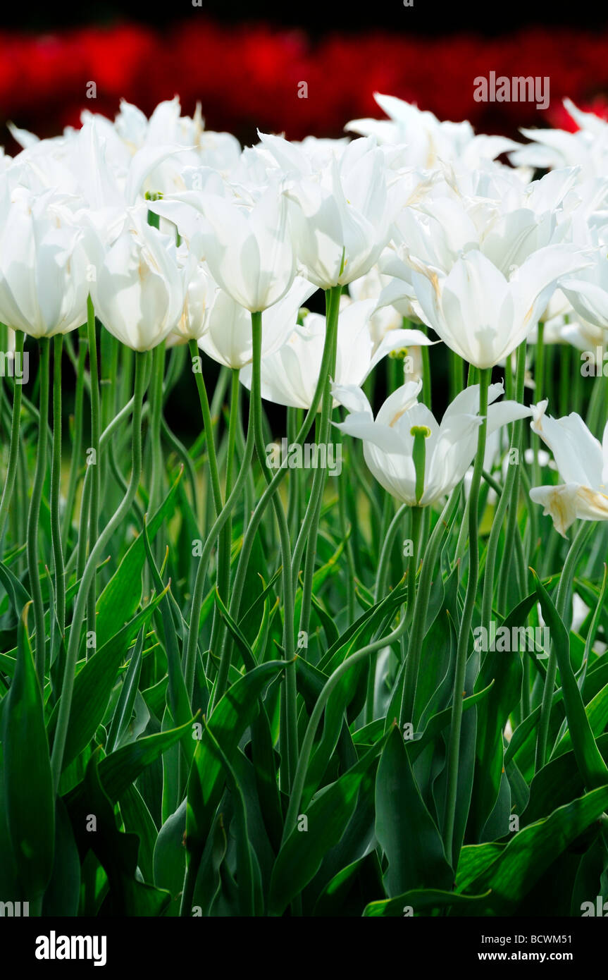 Weiße und rote Tulpen Morges Vaud Schweiz Stockfotografie - Alamy
