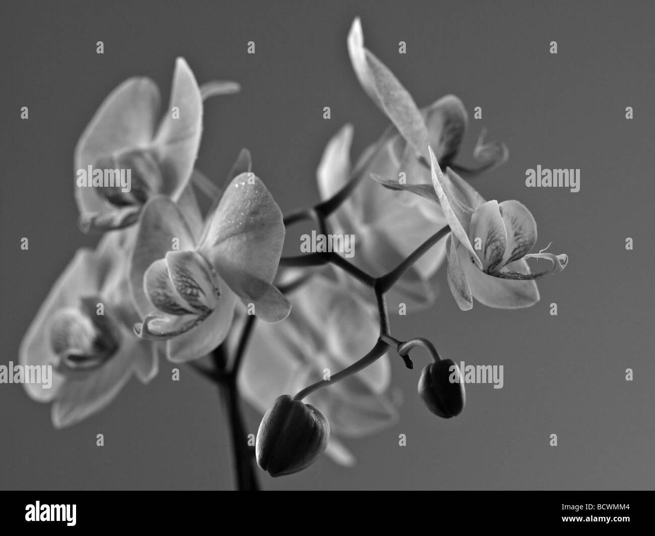 Eine blühende schöne junge Orchidee. Schwarz und weiß. Stockfoto
