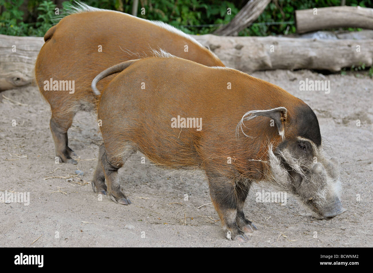 Red River Hog (Potamochoerus Porcus), afrikanische Buschschwein Stockfoto