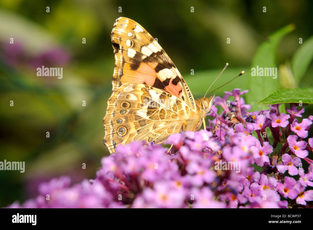 Distelfalter Schmetterling (Vanessa Cardui) auf lila Stockfoto