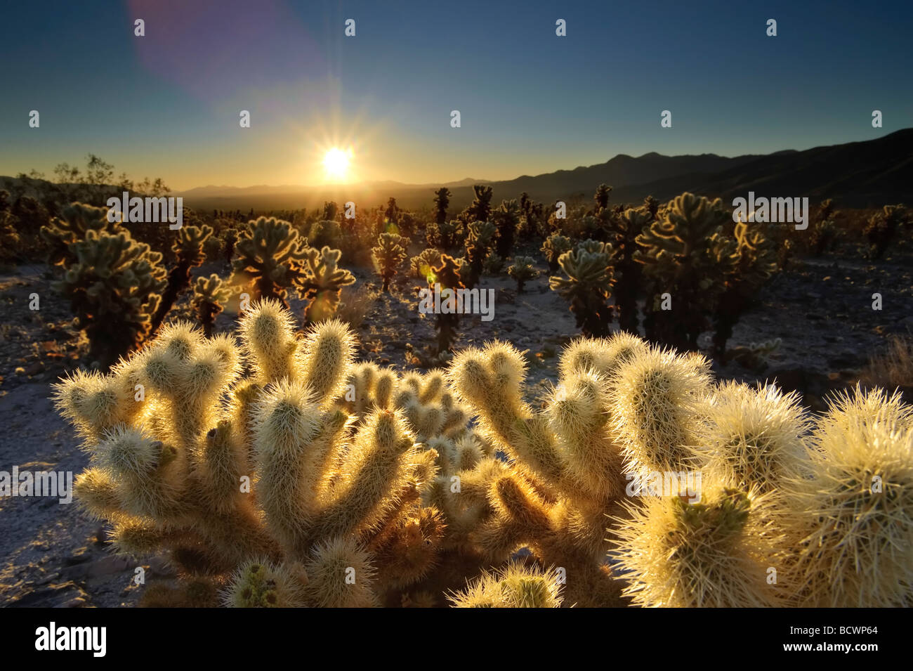 USA Kalifornien Joshua Tree National Park Cholla Cactus Garden Opuntia bigelovii Stockfoto