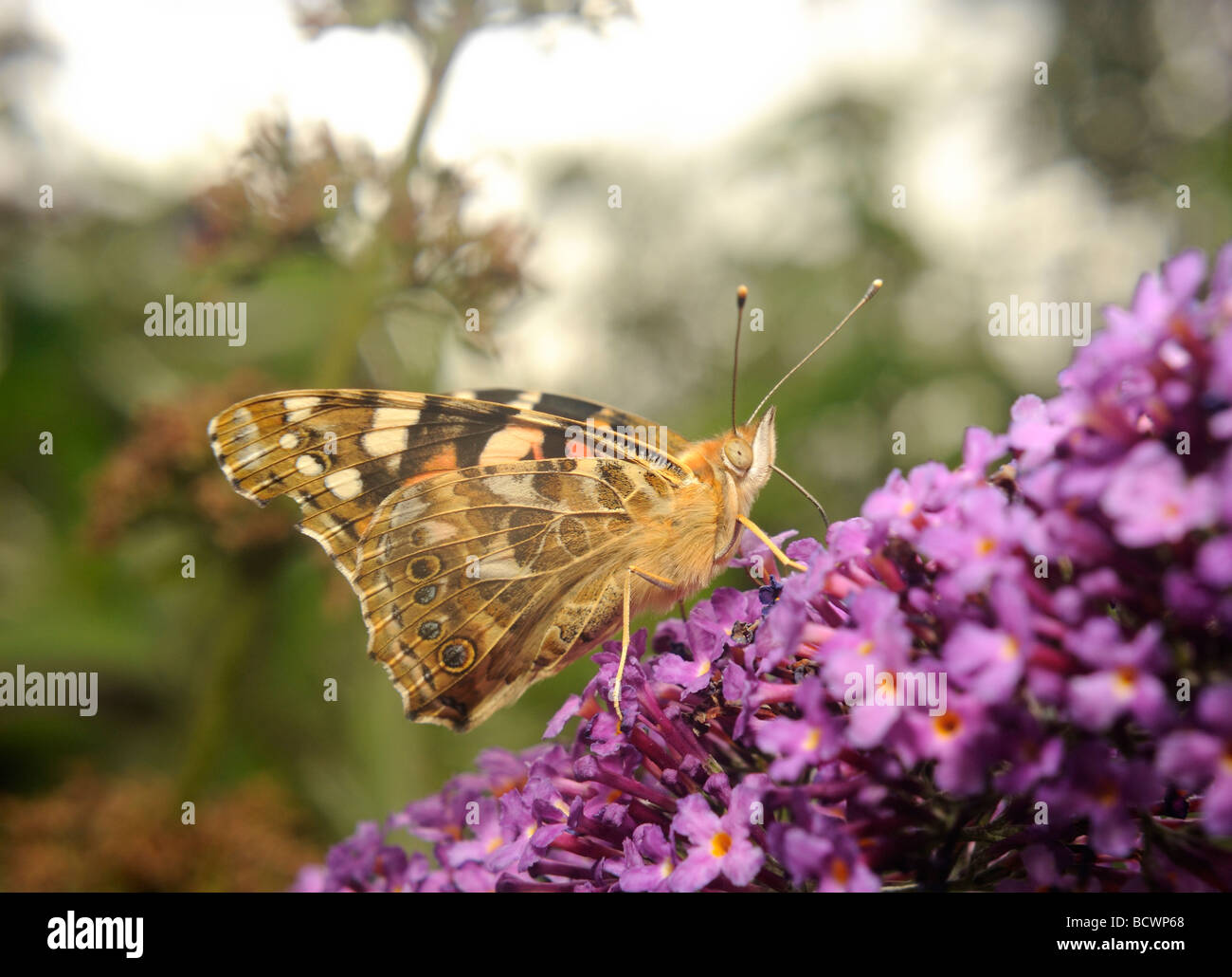 Distelfalter Schmetterling (Vanessa Cardui) auf lila Stockfoto