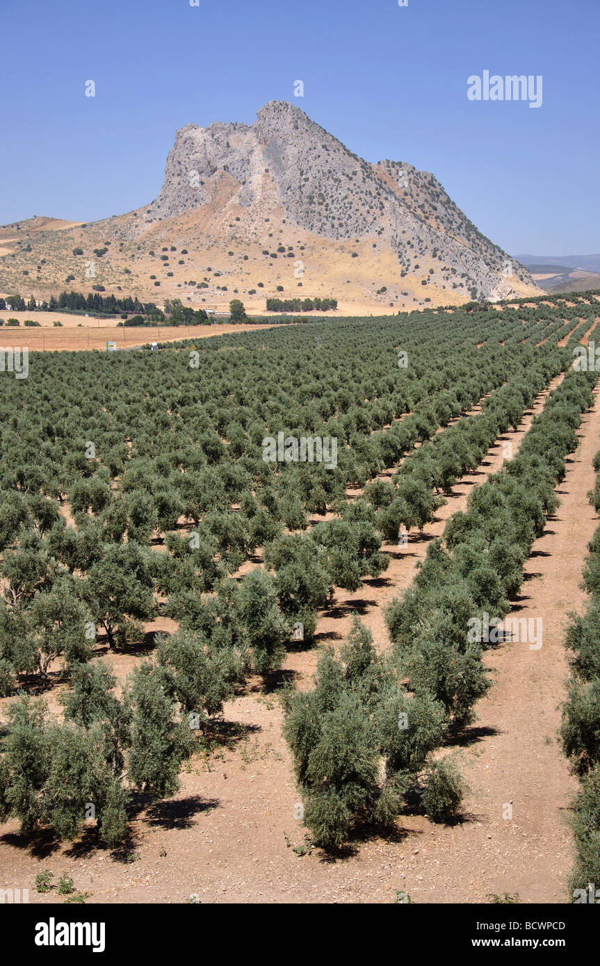 Oliven-Plantagen in der Nähe von Antequera, Provinz Malaga, Andalusien, Spanien Stockfoto