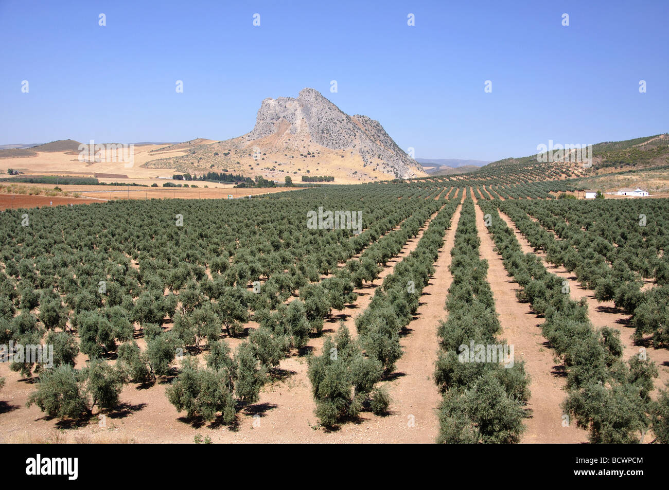 Oliven-Plantagen in der Nähe von Antequera, Provinz Malaga, Andalusien, Spanien Stockfoto