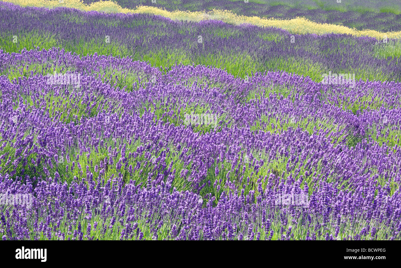Royal Velvet Lavendel blüht in der Purple Haze Lavender Farm in Sequim, Washington. Stockfoto