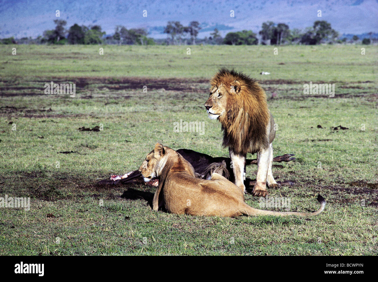 Erwachsene männliche Löwe und Löwin mit frisch getöteten Gnus Karkasse Masai Mara National Reserve Kenia in Ostafrika Stockfoto
