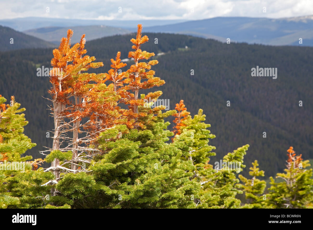 Rocky Mountain Nationalpark Colorado Stunted rote und grüne Kiefern bei der Baumgrenze auf Trail Ridge Stockfoto