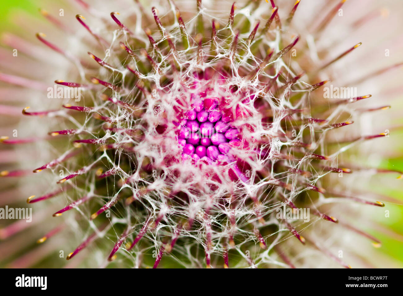 Angehende Klette Blume Stockfoto