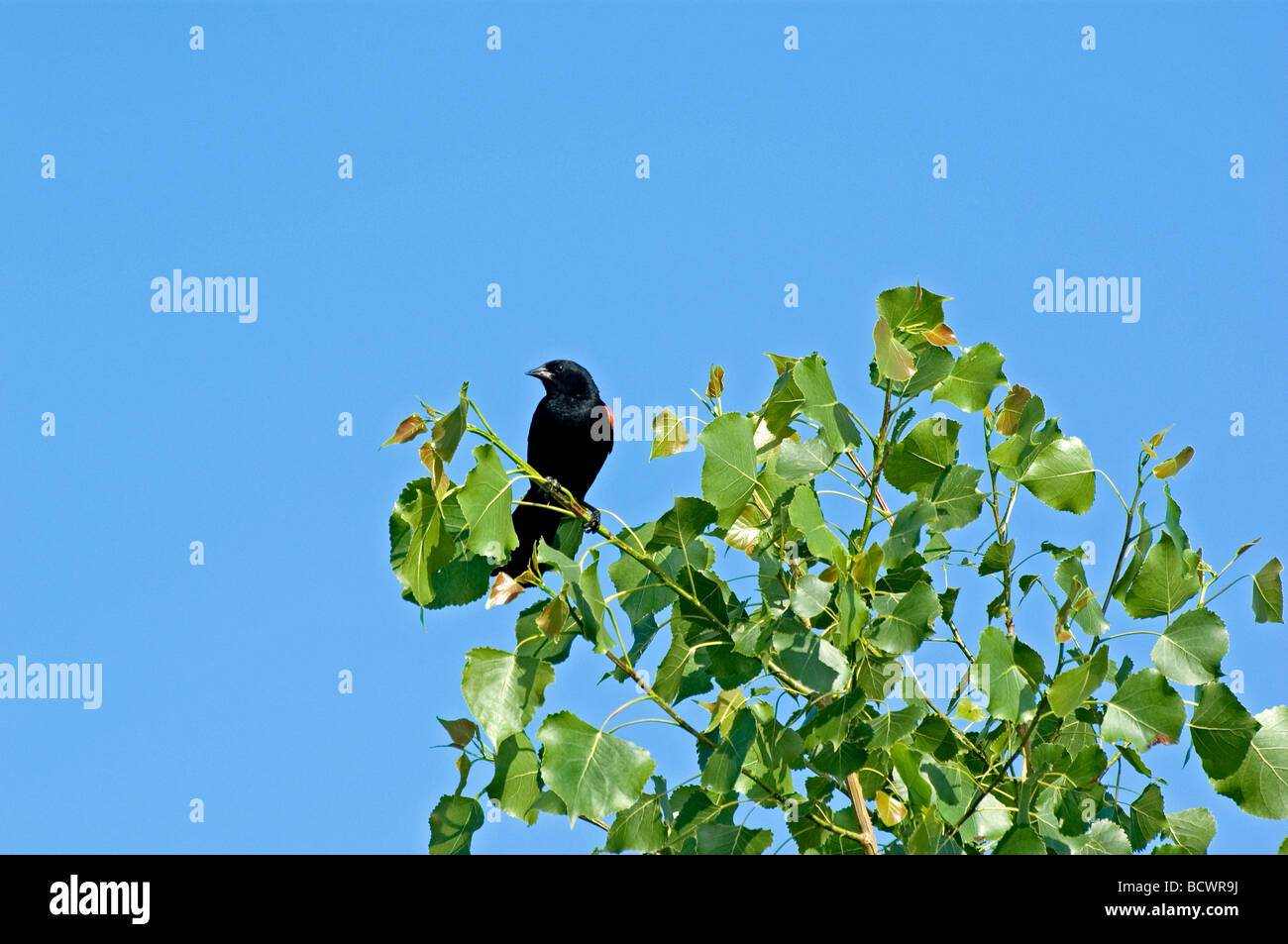 Redwinged Blackbird gehockt Baumkrone Stockfoto