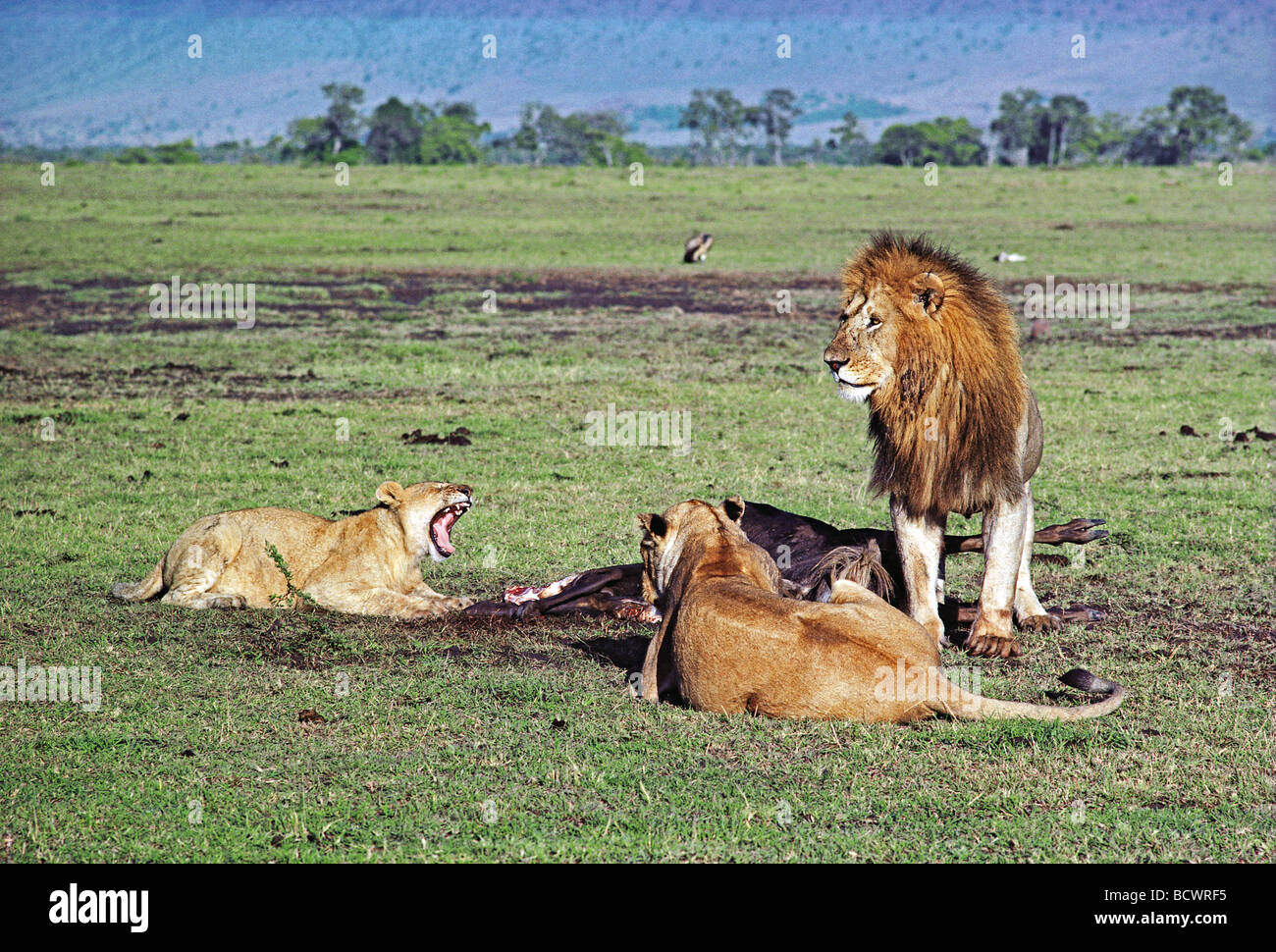 Erwachsenen männlichen Löwen und zwei Löwinnen mit frisch getöteten Gnus Karkasse Masai Mara National Reserve Kenia in Ostafrika Stockfoto