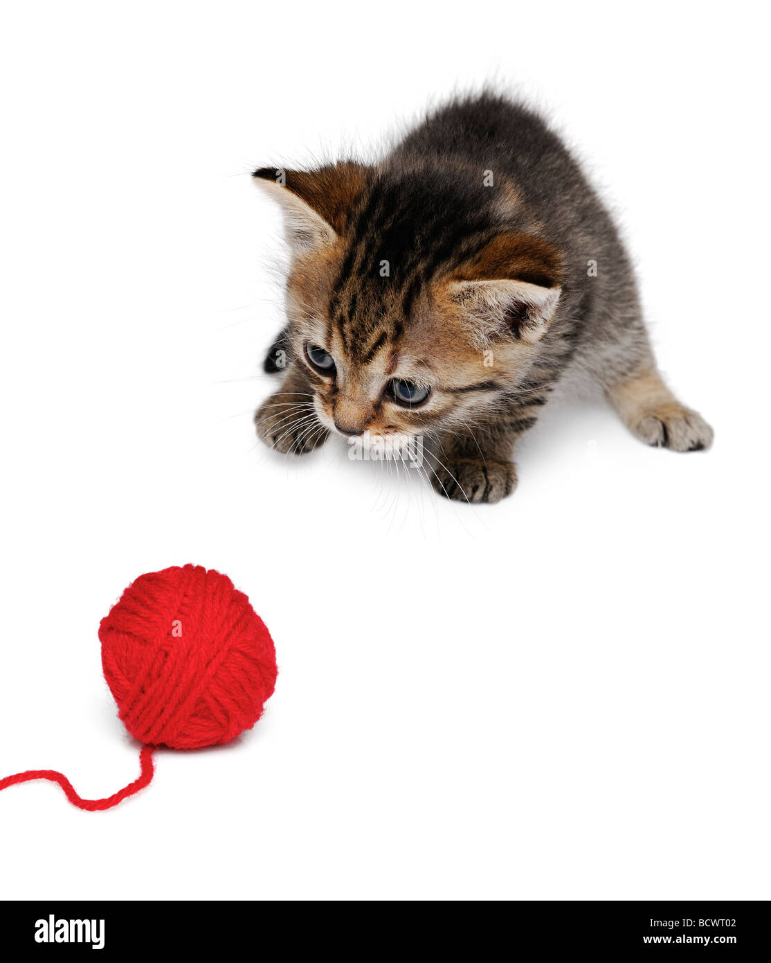 Kätzchen spielen mit einem Ball aus Wolle Stockfoto