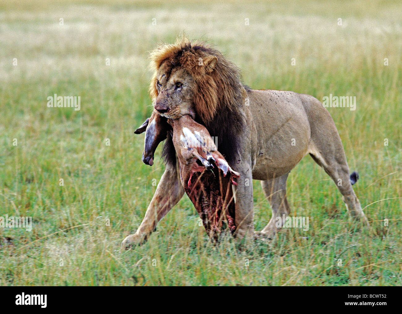 Reifen männliche Löwen tragen die Hälfte gegessen tot weibliche Impala Masai Mara National Reserve Kenia in Ostafrika Stockfoto