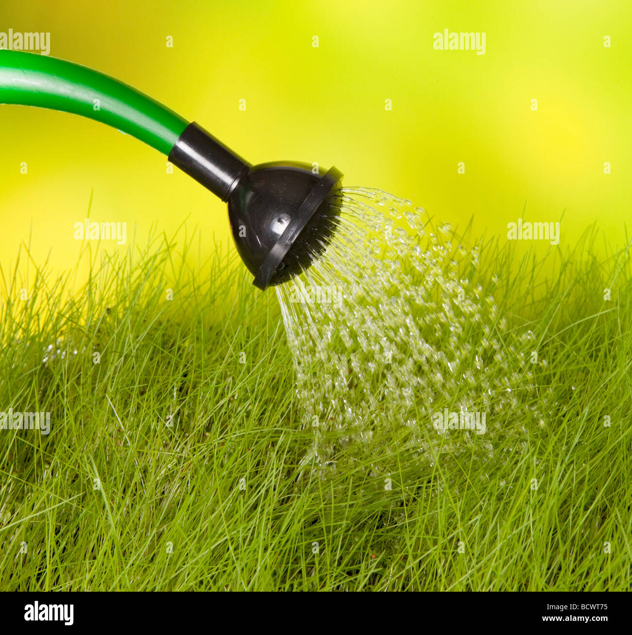 Grüne Gießkanne gießen Wasser auf dem Rasen Stockfoto