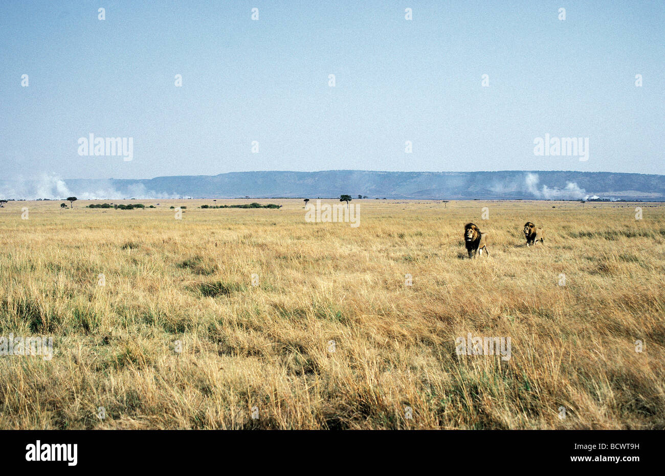 Zwei Reifen männlichen Löwen durch offene Savanne Grünland Rasen Kamine in Ferne Masai Mara National Reserve Kenia Afrika Stockfoto