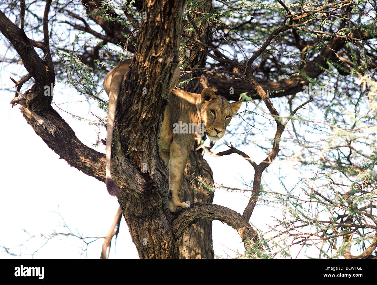 Baumklettern Löwin hoch in einer Akazie Samburu National Reserve Kenia in Ostafrika Stockfoto