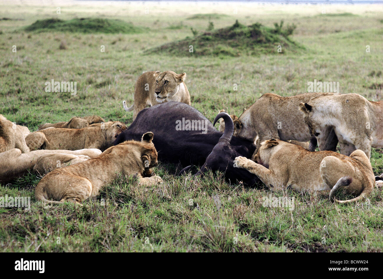 Pride of Lions Löwinnen und jungen ernähren sich von frisch Killes Buffalo Karkasse Masai Mara National Reserve Kenia in Ostafrika Stockfoto