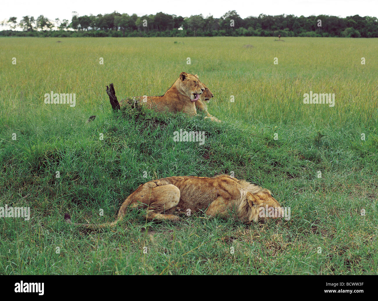 Junge männliche Löwen in einem schlechten Zustand von Buffalo nach ausgelöst und quilled von Stachelschwein Masai Mara National Reserve Kenia in Ostafrika Stockfoto