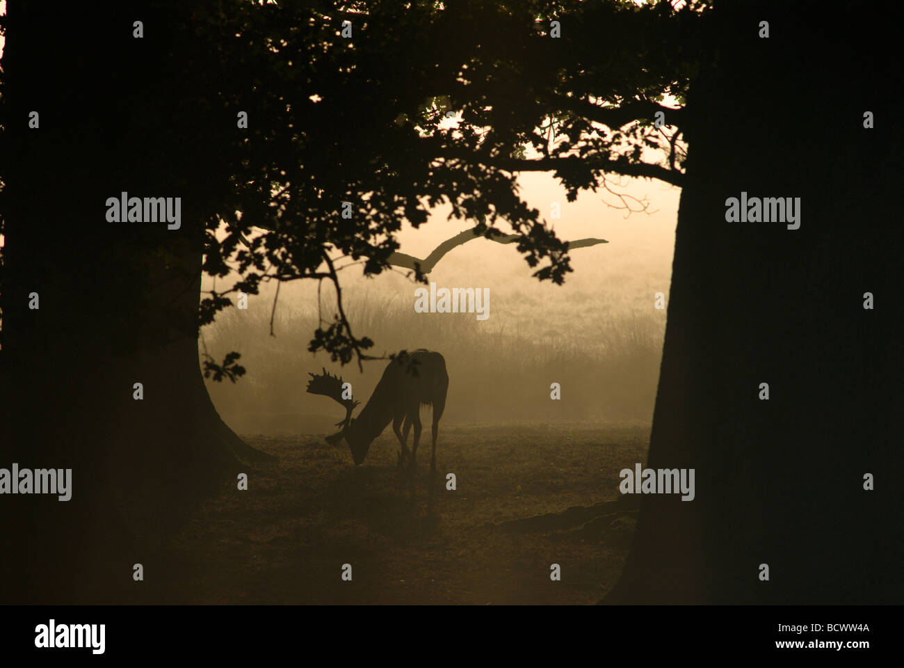 Morgennebel bei Sonnenaufgang unter Reifen Bäumen mit Damhirsch oder Hirschfütterung, Dama Dama, Großbritannien, Oktober Stockfoto