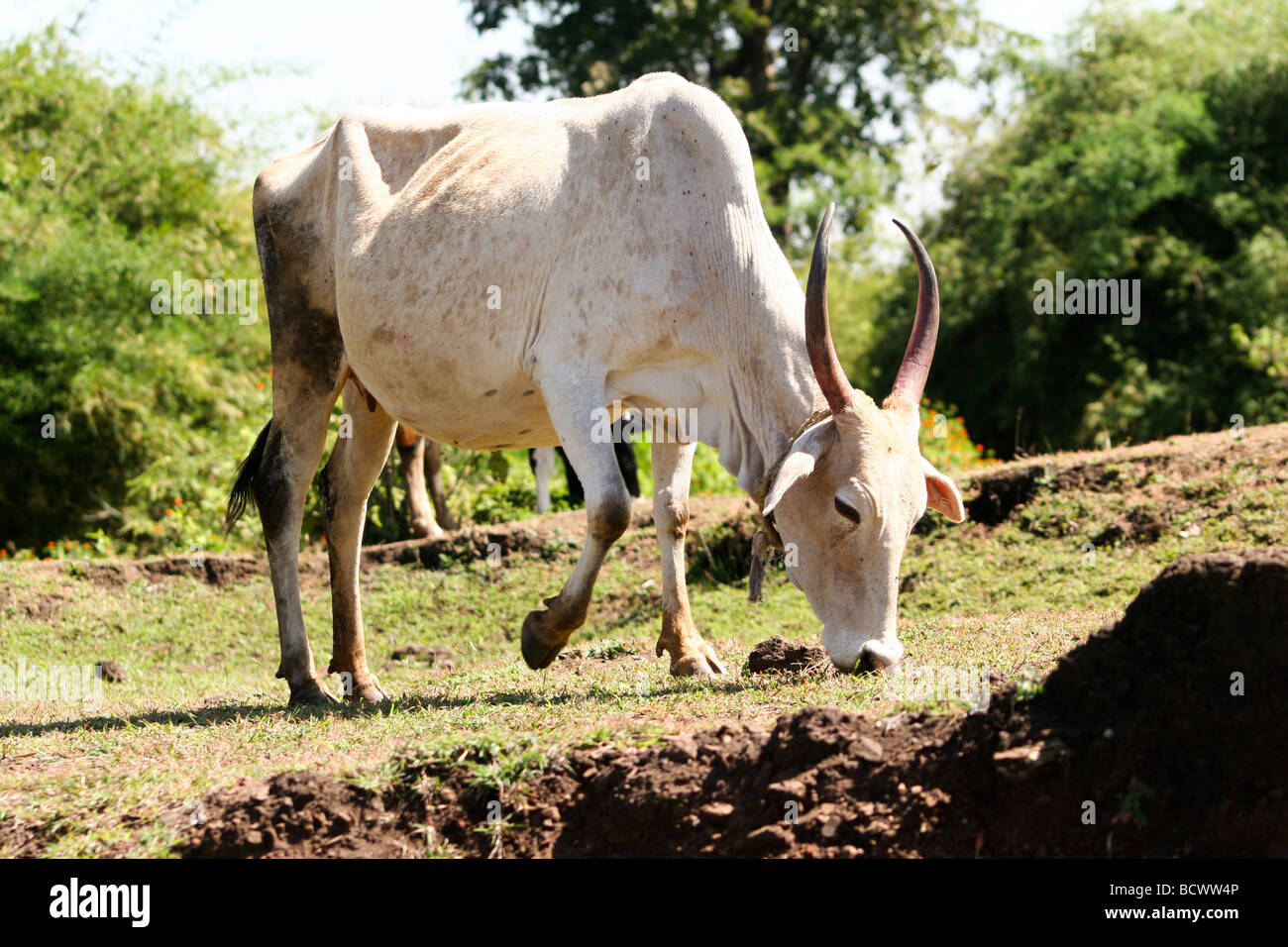 Eine Kuh Weidet Auf Rasen In Sudindien Kuhe Sind Als Heilige Tiere Im Hinduistischen Indien Bezeichnete Stockfotografie Alamy