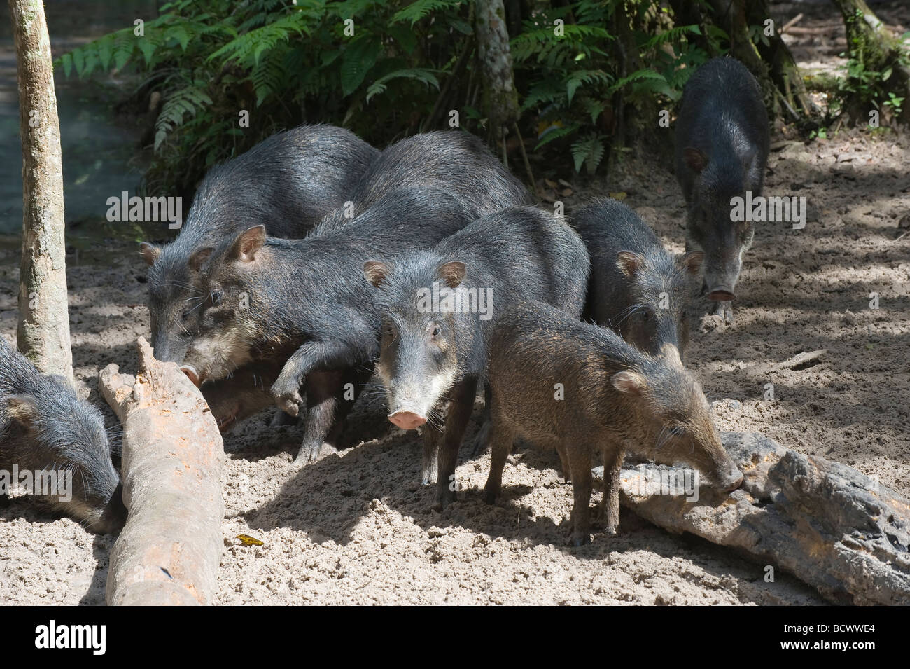 Weißlippen Pekari Tayassu Pecari Brasilien Stockfoto