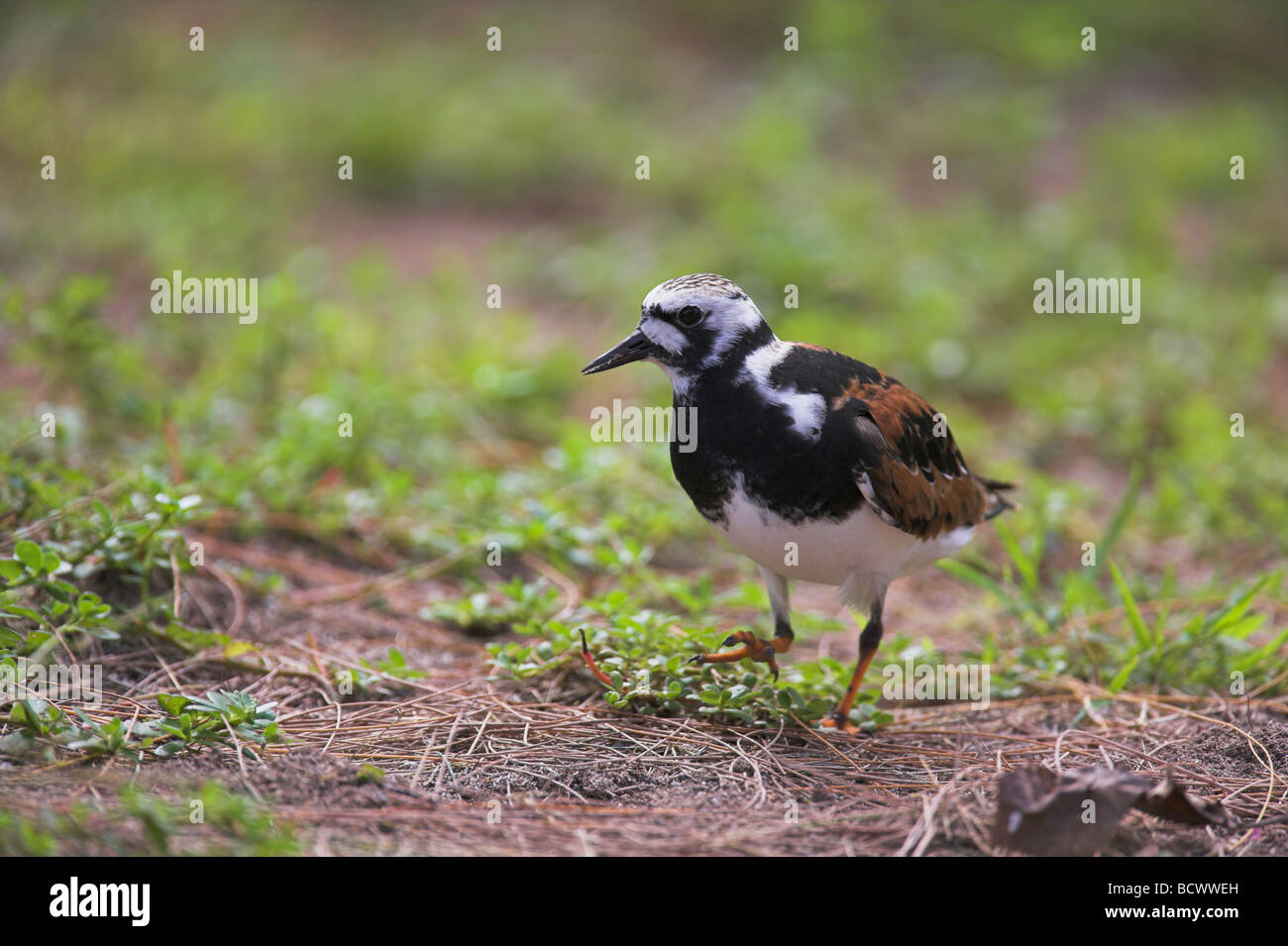 Ruddy Steinwälzer Arenaria Interpres kurze Vegetation auf Bird Island im April auf Nahrungssuche. Stockfoto