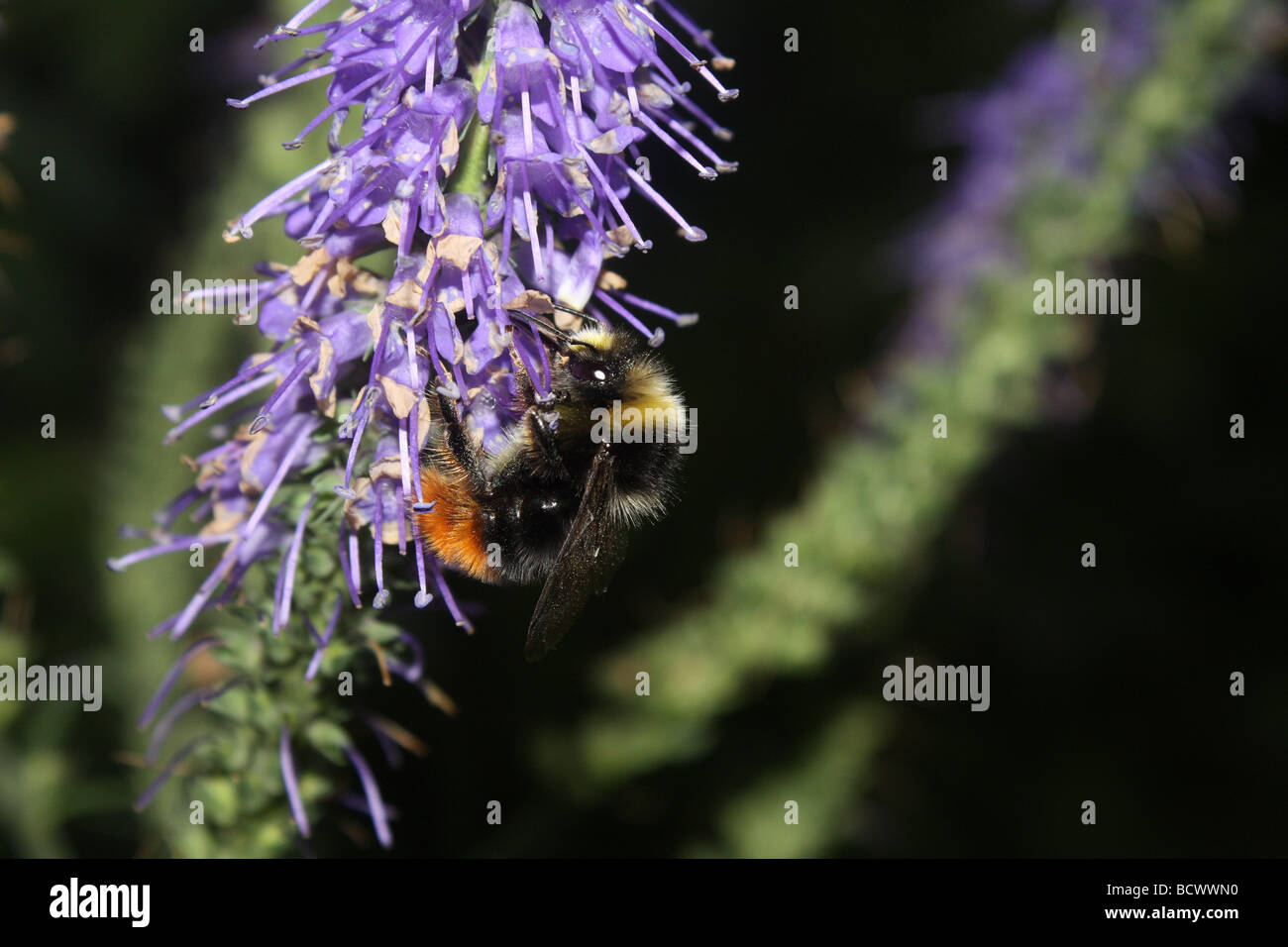 Eine Hummel ernähren sich von Nektar aus den Blüten des Sommerflieders. Stockfoto