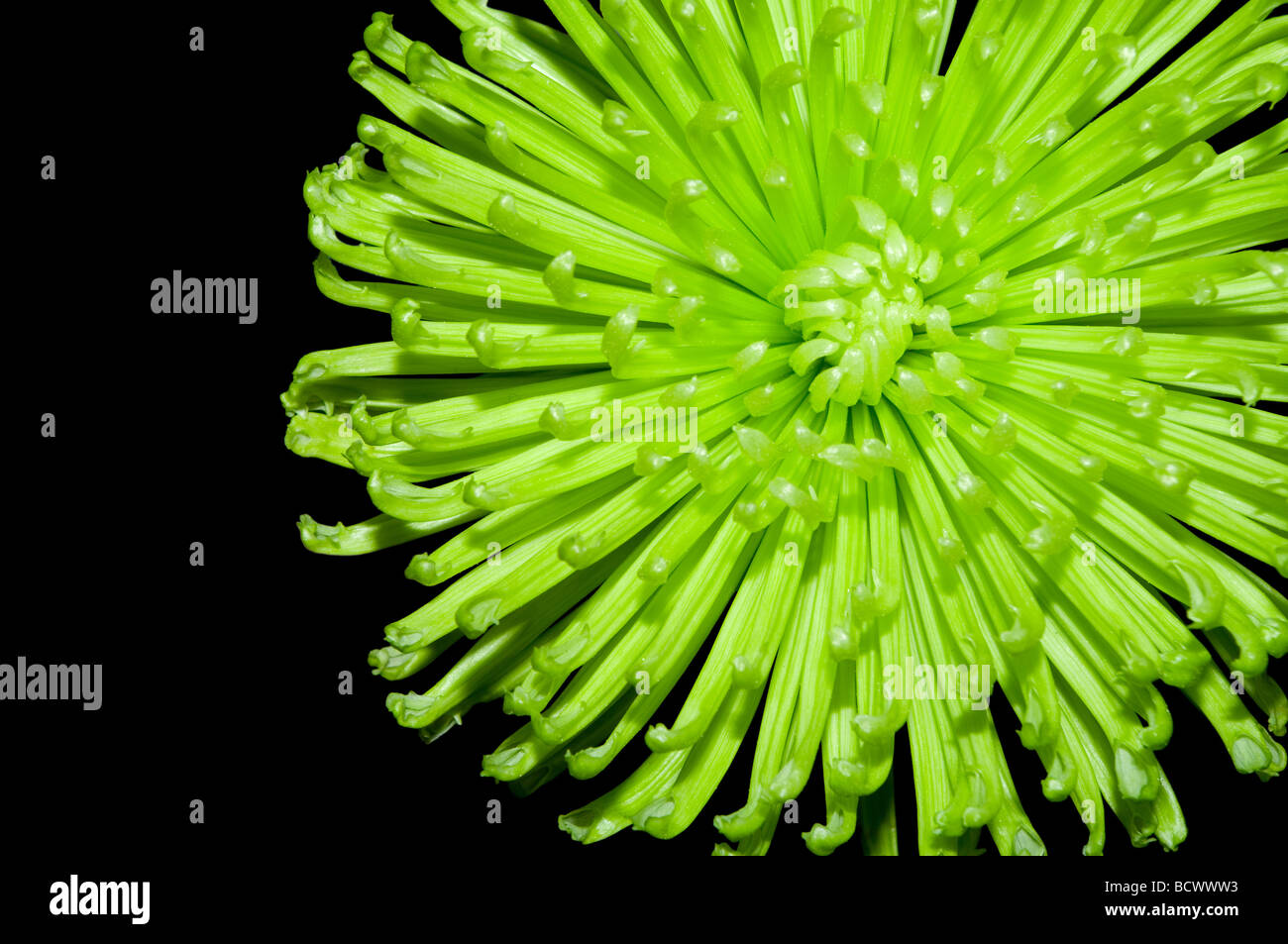 Grüne Blume Dahlie isoliert Georgina schwarz Stockfoto