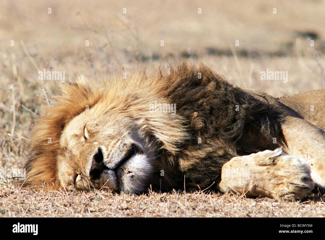 Nahaufnahme Portrait von Kopf und Mähne Reifen männlichen Löwen schnell einschlafen Ngorongoro Krater Tansania Ostafrika Stockfoto