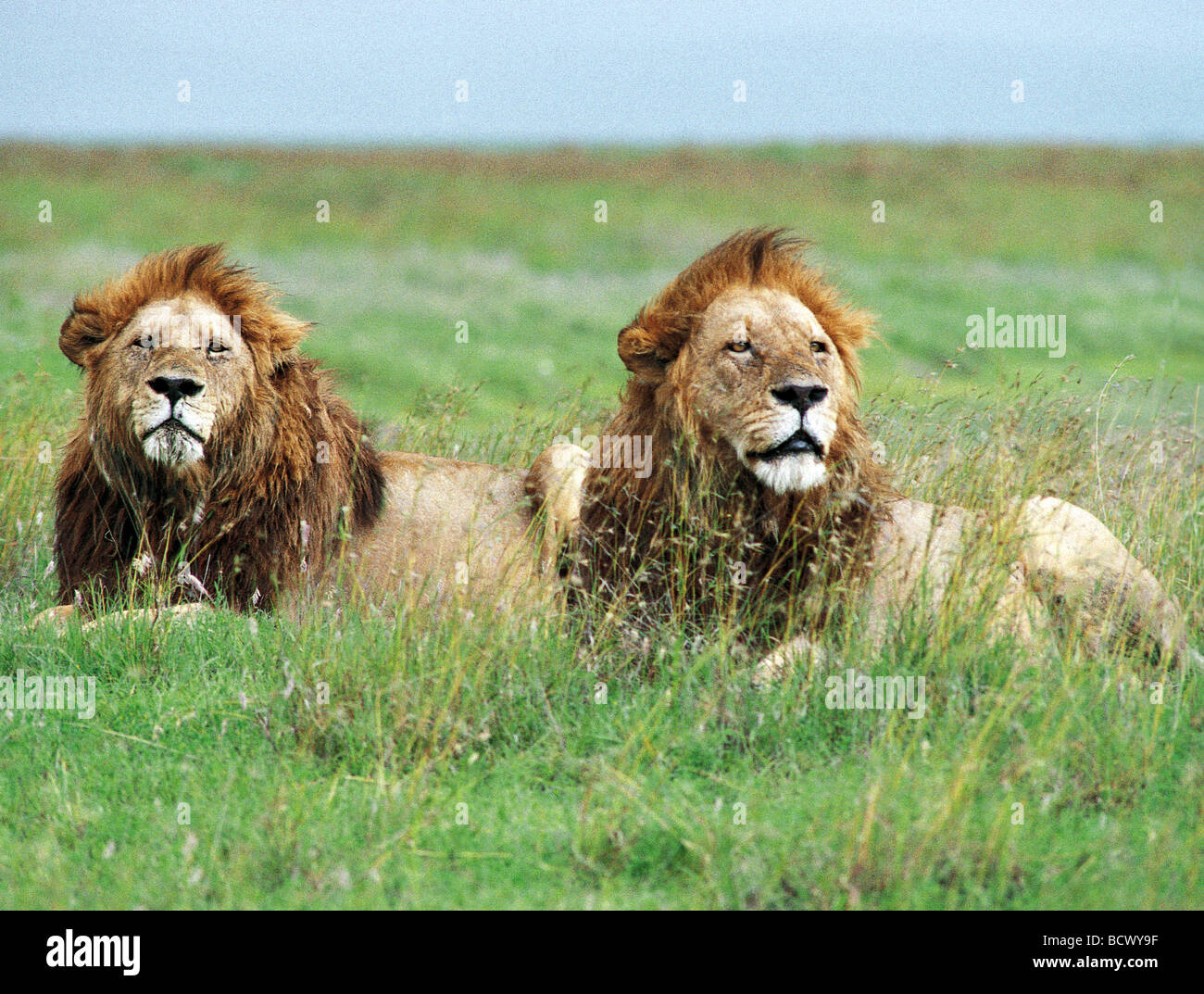 Zwei Reifen männlichen Löwen mit feinen Mähnen sitzen im Ngorongoro Krater Tansania Ostafrika Stockfoto