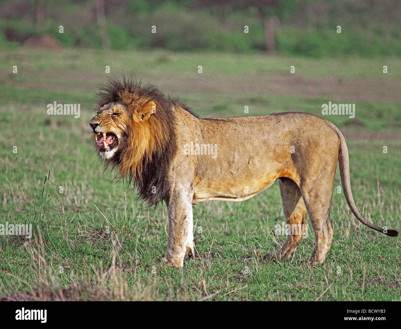 Männlicher Löwe mit typischen FLEHMEN Gesicht Grimasse während der Löwin Urin riechen, auf ihre Pheromone Masai Mara Kenia zu überprüfen Stockfoto