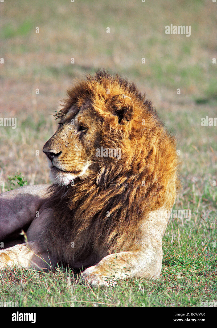 Große Warnung Reifen männlichen Löwen mit feinen Mähne sitzen mit Kopf nach oben Blick in Ferne Masai Mara National Reserve Kenia Afrika Stockfoto