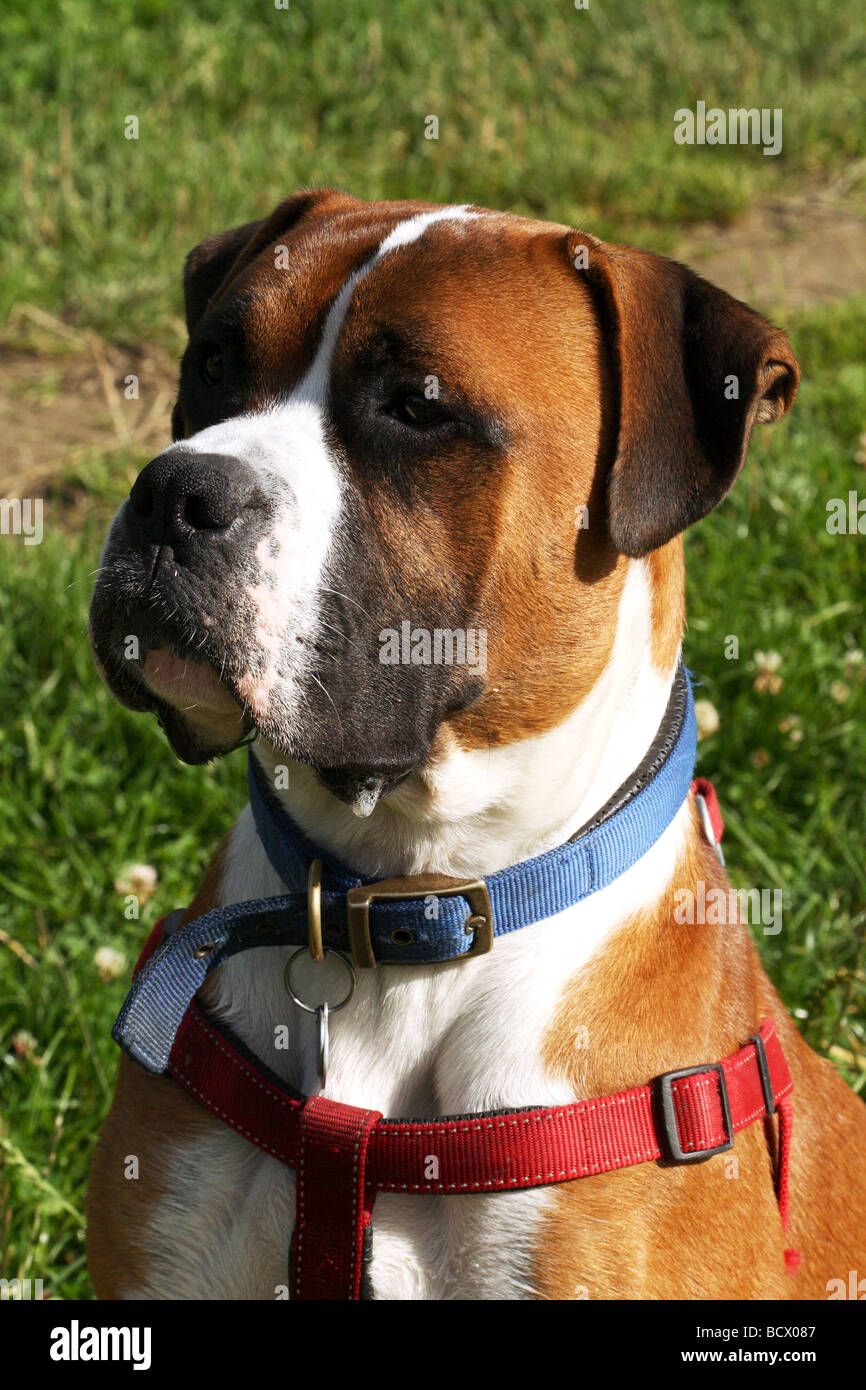 Boxer Hund Exhibitting eine Reihe von Gesichtsausdruck Stockfoto