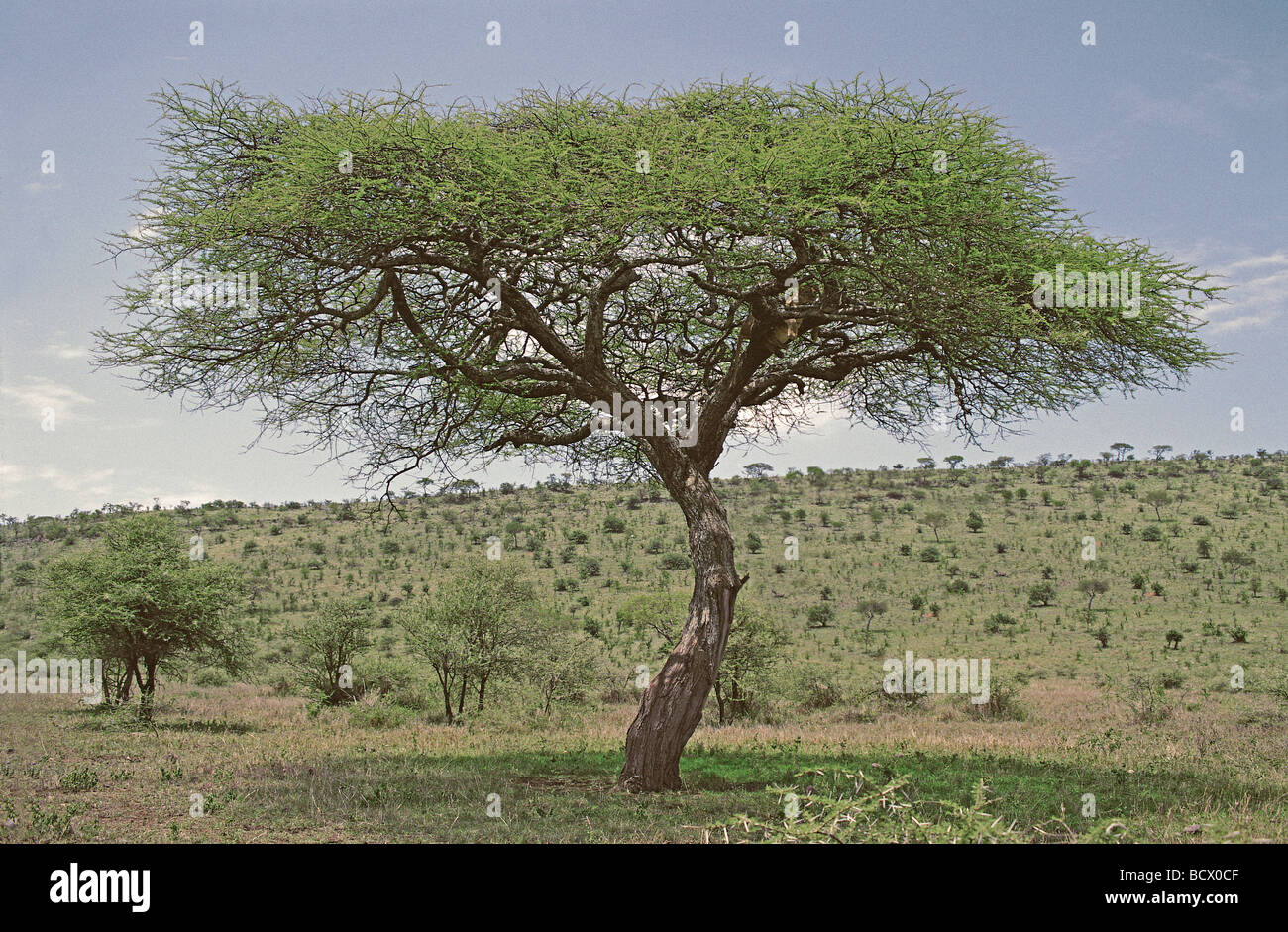 Acacia Tortilis Baum mit Klettern Löwin im rechten Seite des Verdecks Serengeti Nationalpark Tansania Ostafrika Stockfoto