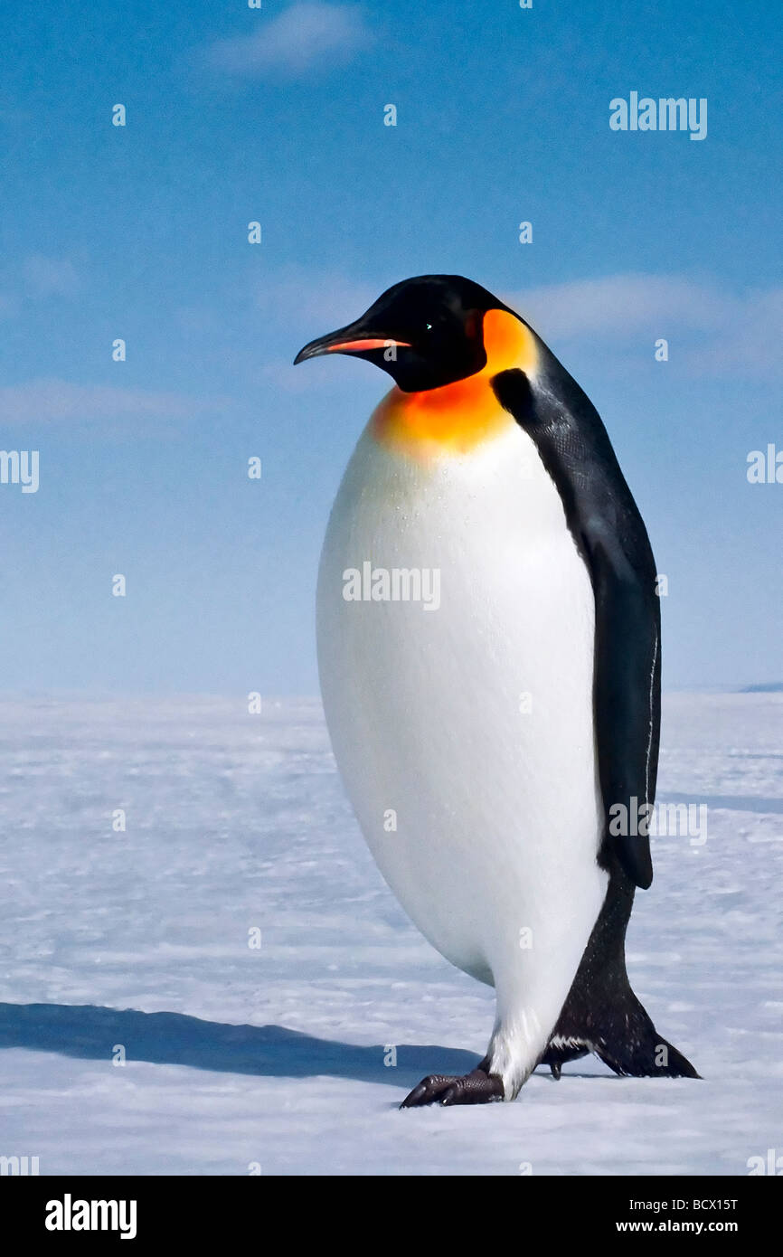 Aptenodytes Forsteri Kaiserpinguin Ross-Schelfeis der Antarktis Stockfoto