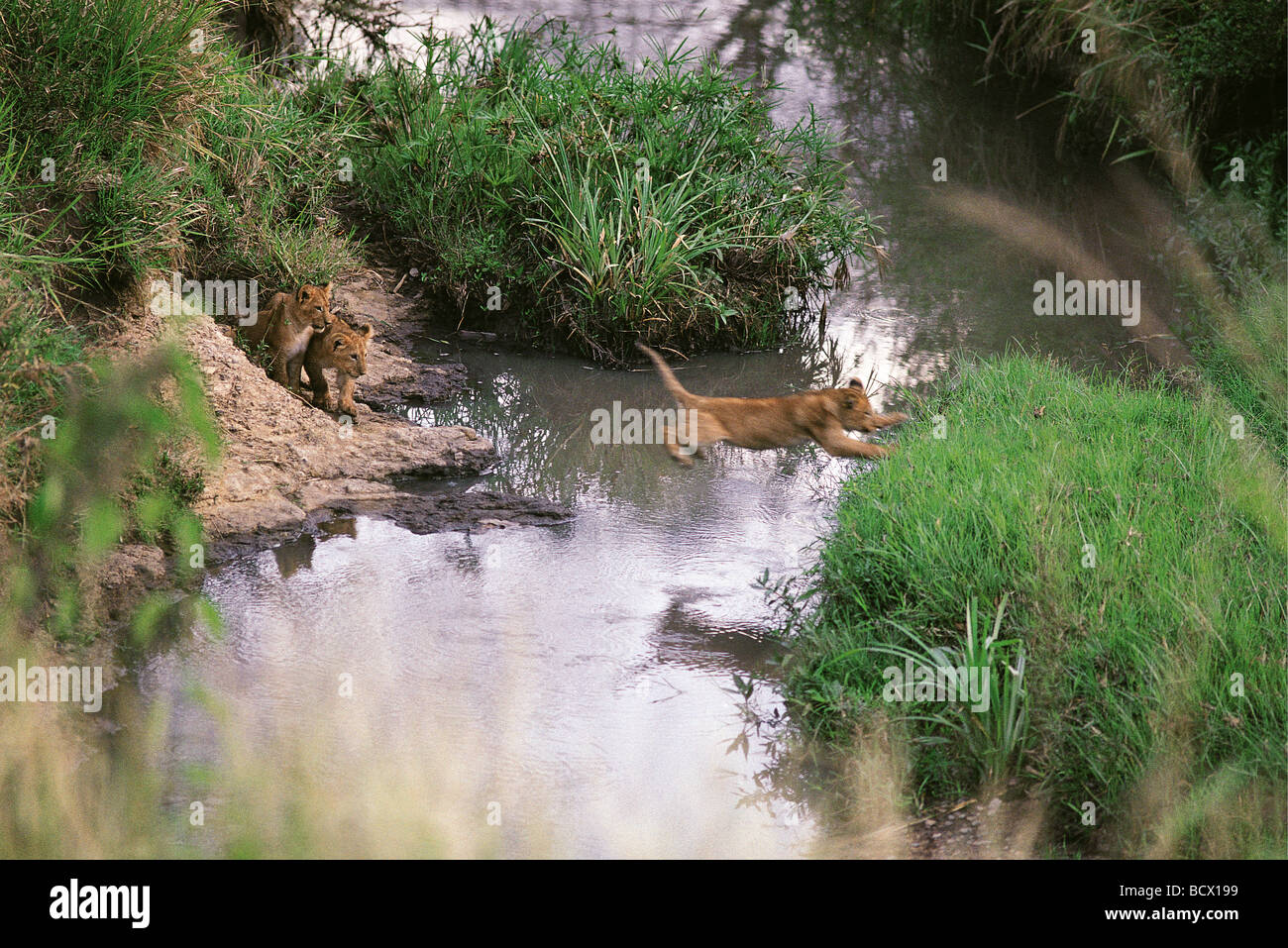 Löwin, die Förderung der kleinen Jungen zu springen über einen Stream Masai Mara National Reserve Kenia in Ostafrika 1. Serie von 11 Bildern Stockfoto