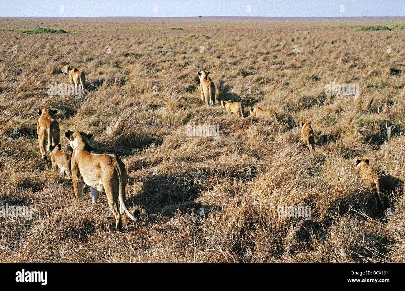 Gruppe von neun 9 Löwinnen und jungen in Bewegung durch lange Trockenrasen Masai Mara National Reserve Kenia in Ostafrika Stockfoto