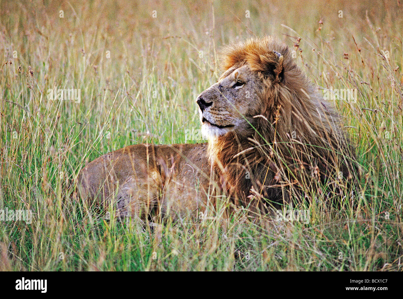 Alert männlicher Löwe mit seinem Kopf ruht in lange Grashalme Masai Mara National Reserve Kenia in Ostafrika Stockfoto