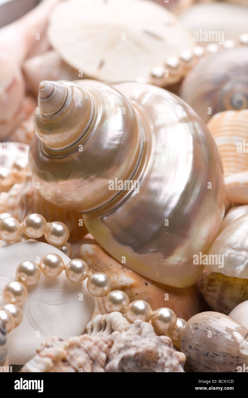 Muschel-Hintergrund mit verschiedenen Arten von Muscheln Stockfoto