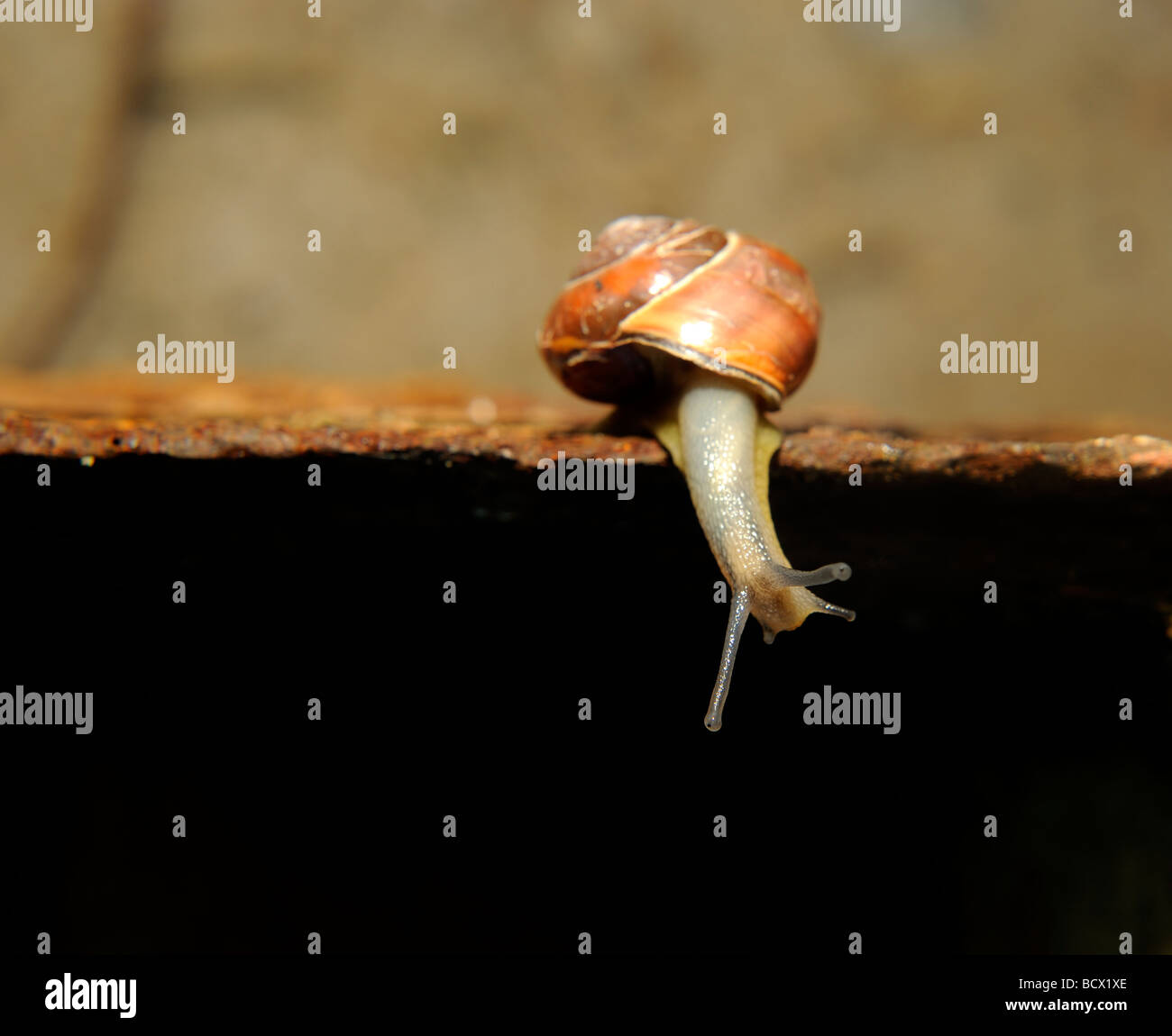 Schnecke auf Blatt- und rostigem Eisenplatte hautnah Stockfoto