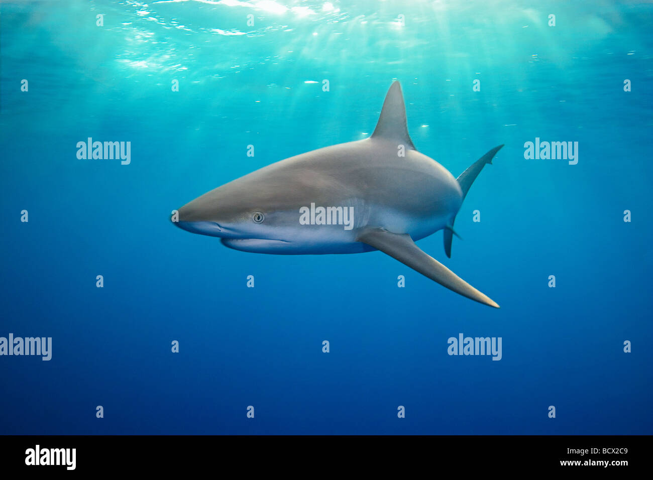 Caribbean Reef Shark bei Abenddämmerung Carcharhinus Perezi West End Atlantik Bahamas USA Stockfoto