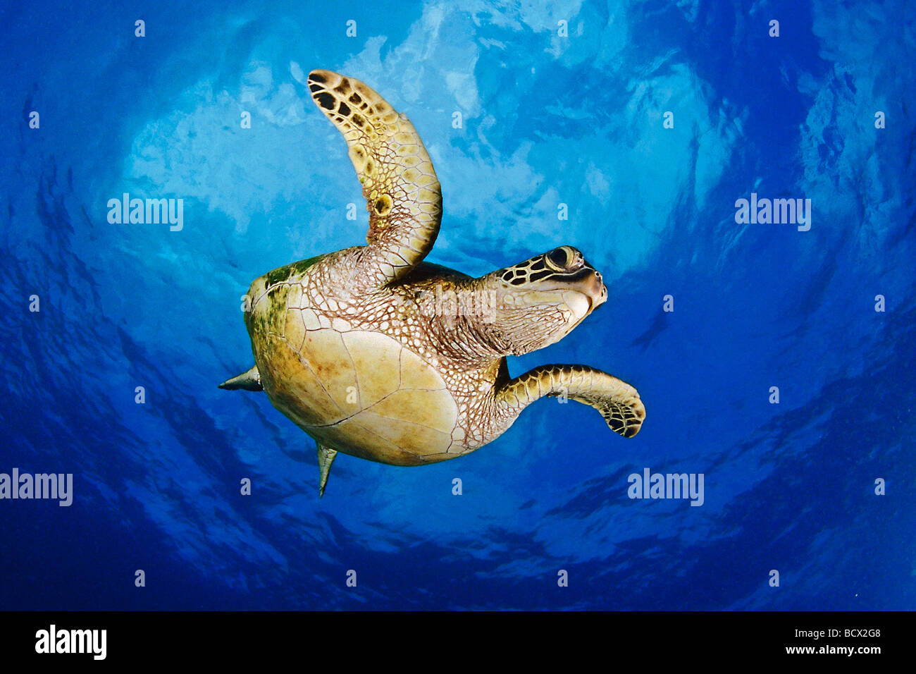 grüne Meeresschildkröte, Chelonia Mydas, Hawaii, USA, Kona, Big Island, Pazifik Stockfoto