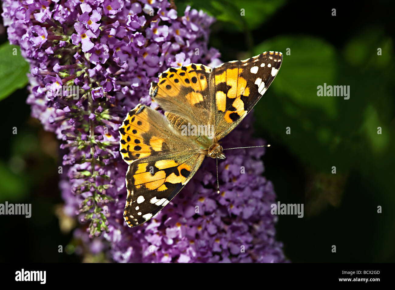 DISTELFALTER Schmetterling (Vanessa Cardui) auf Sommerflieder (Sommerflieder Davidii) Stockfoto